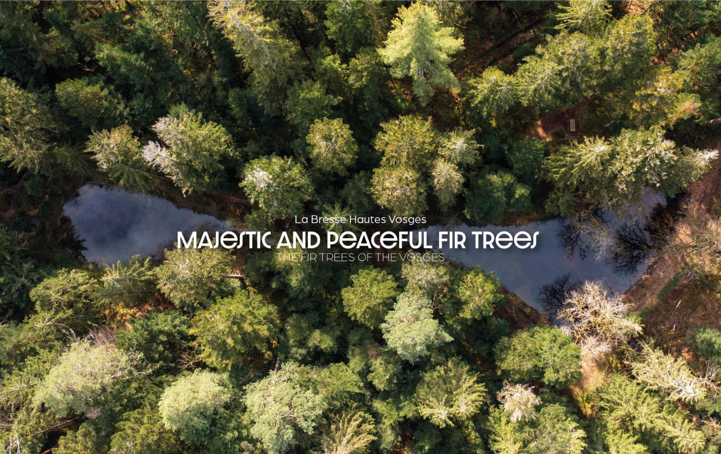 fir-trees-lbhv