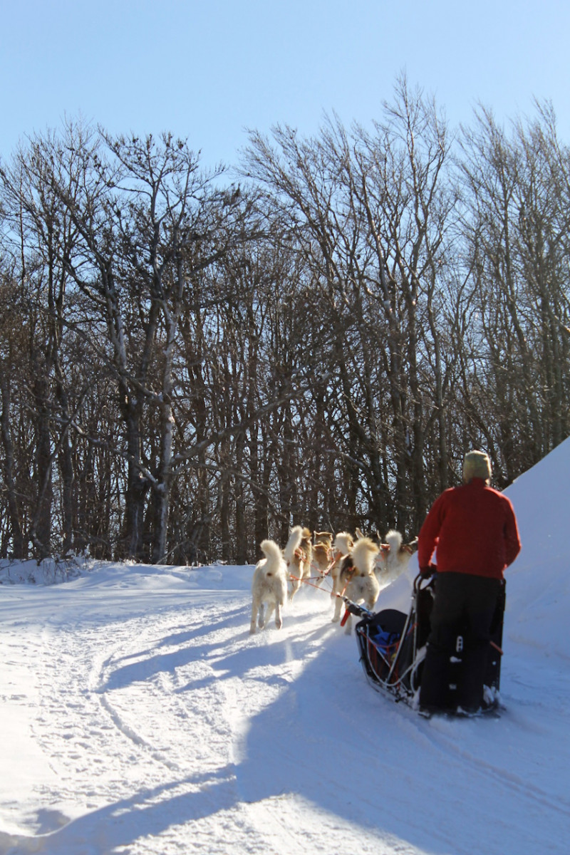 chiens-traineau-vosges-cornimont-1
