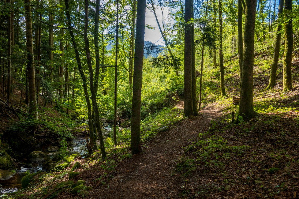 Sentier-de-la-scierie-saulxures-sur-moselotte-1