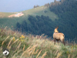 cham-vosges-aventures-randonnee-pedestre-4