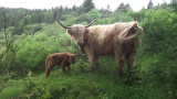 ferme-du-vieux-sapin-holtzer-la-bresse-3