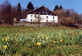 ferme-du-vieux-sapin-holtzer-la-bresse-4