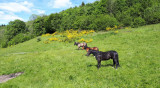 chambres-hotes-nature-et-detente-la-bresse-9