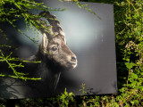 balade-photographique-de-la-vierge-cornimont-4