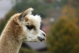 La-montagne-des-lamas-et-alpagas-la-bresse-2