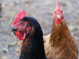 complicites-animales-ferme-pedagogique-ventron-3