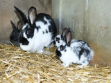 complicites-animales-ferme-pedagogique-ventron-2
