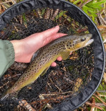 yc-fishing-la-bresse-3