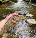 yc-fishing-la-bresse-4