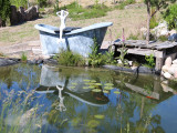 jardin-de-bonnegoutte-cornimont-8