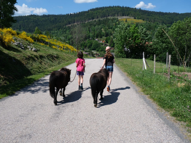 balade-en-main-poneys-complicites-animales-ventron-1