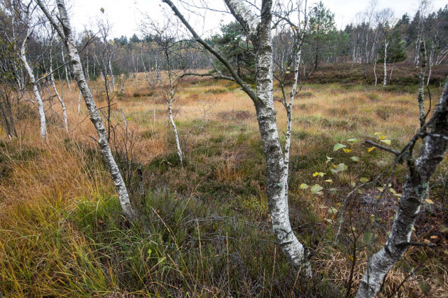 la-tourbiere-de-rondfaing-site-naturel-basse-sur-le-rupt-1