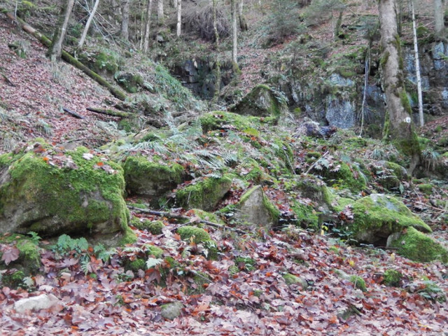 la-foret-d-eboulis-de-battion-site-naturel-rochesson-1
