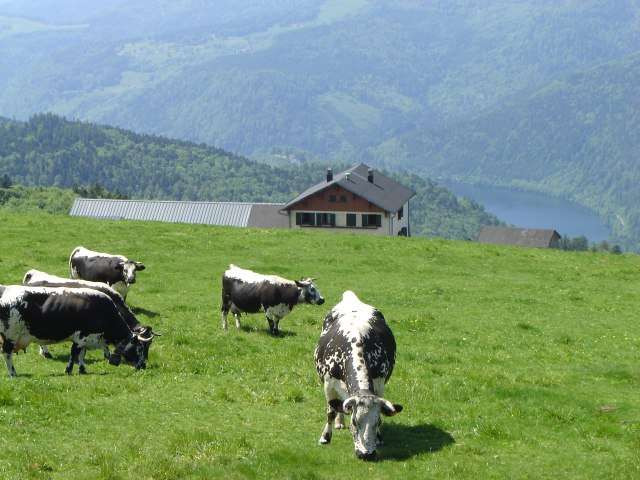 Auberge-du-huss-lautenbach