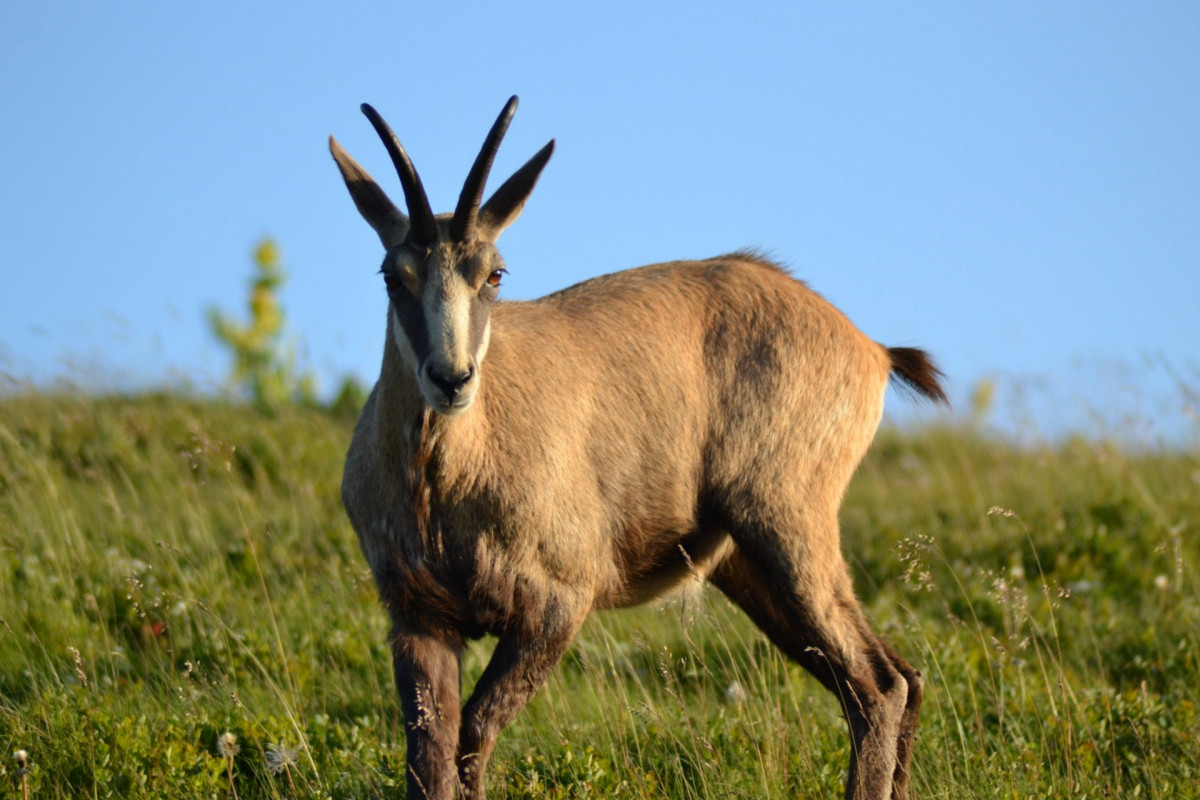 balade-chamois-la-bresse-400432-510904-533577