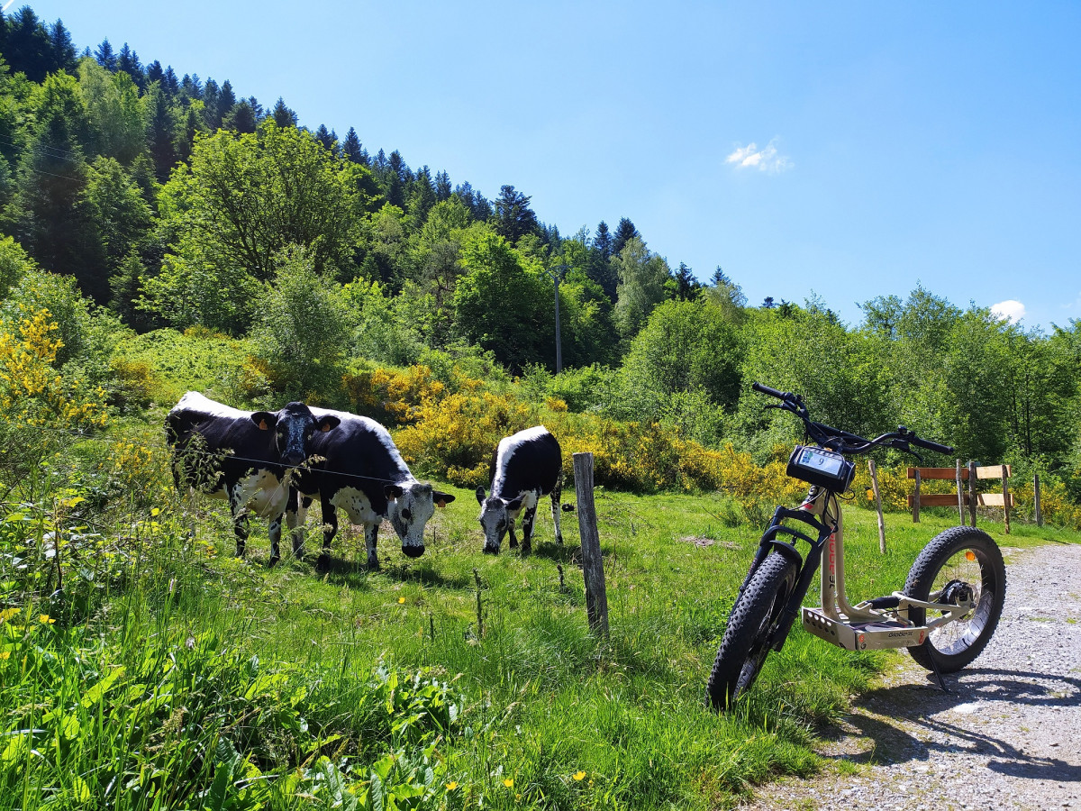 Balade gourmande 3h en trottinette électrique de montagne - Green Mojo - La Bresse Hautes Vosges
