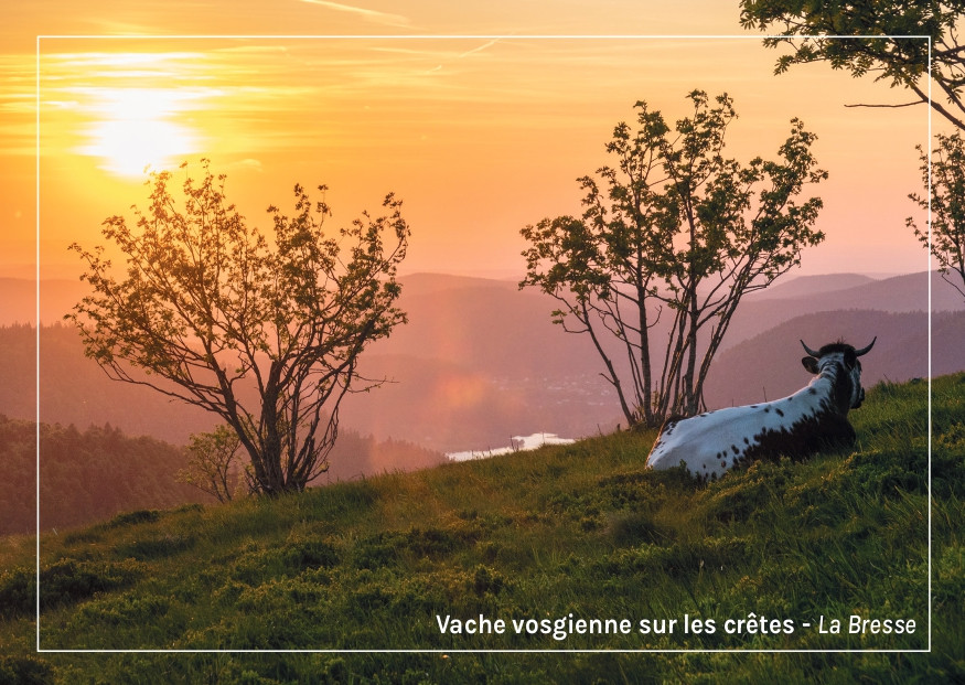 Cartes Postales La Bresse Hautes Vosges OTCLBHV G Bervard