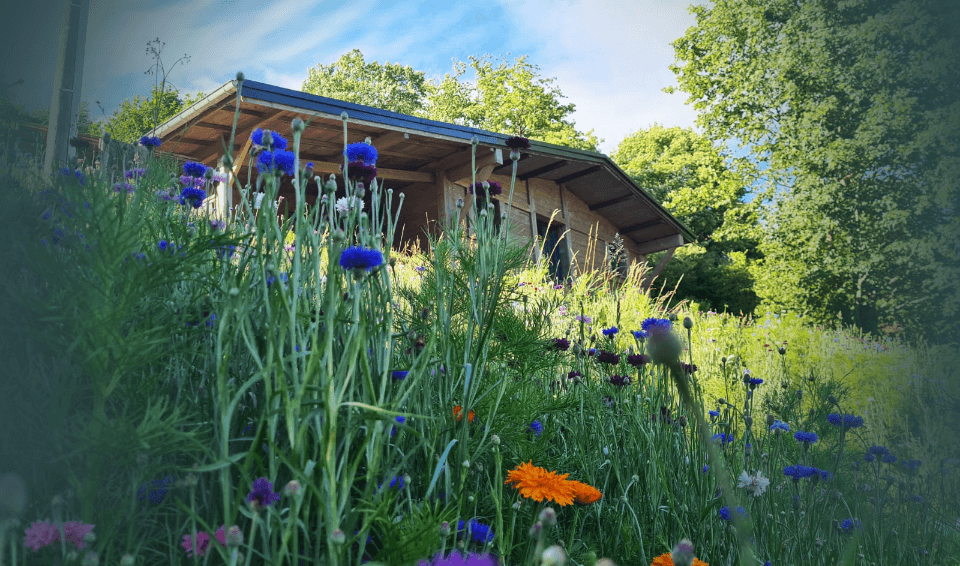 Chalet 4 personnes - L'orée du Phény - La Bresse Hautes Vosges - Sapois