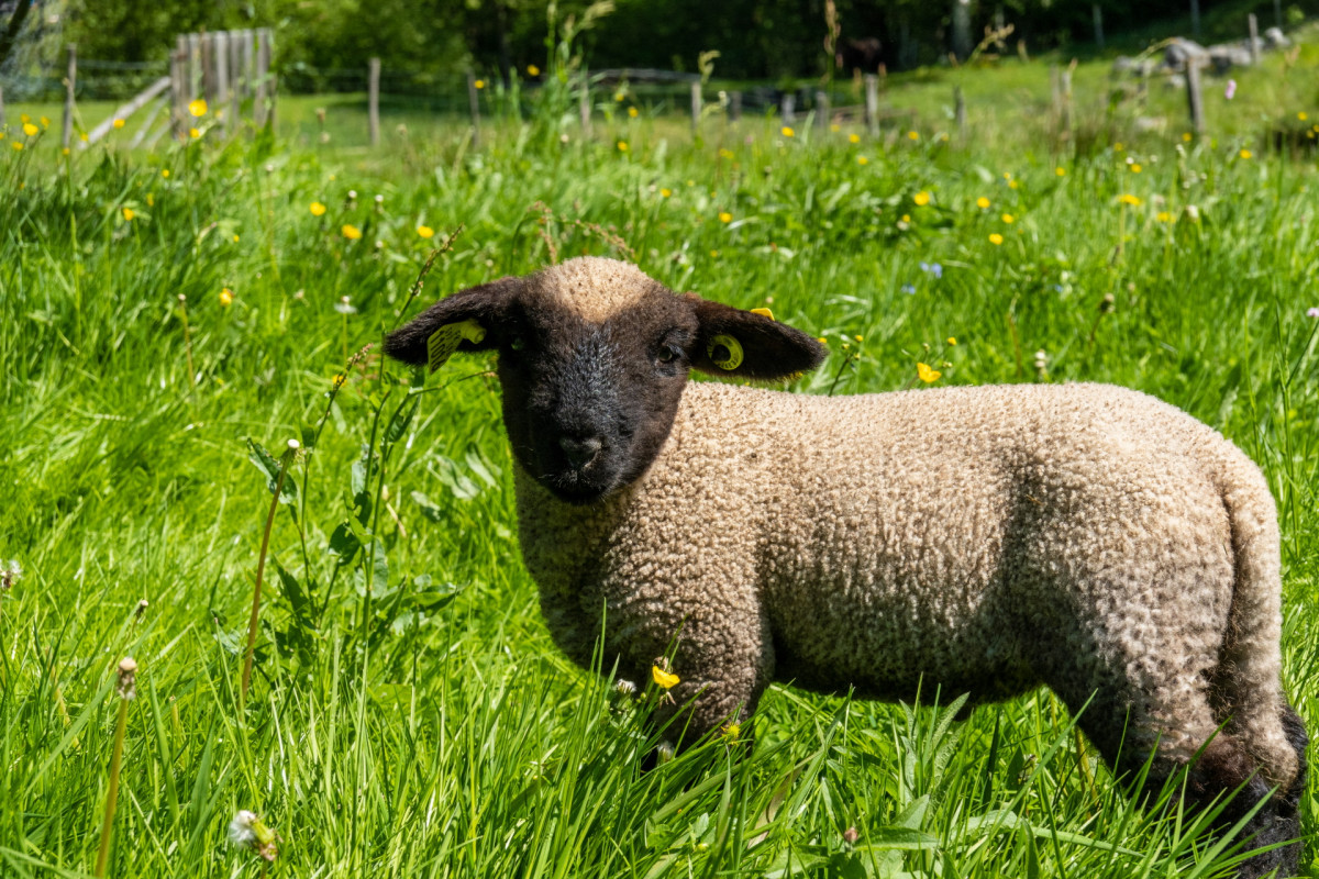 Complicités animales ferme pédagogique - Ventron La Bresse Hautes Vosges