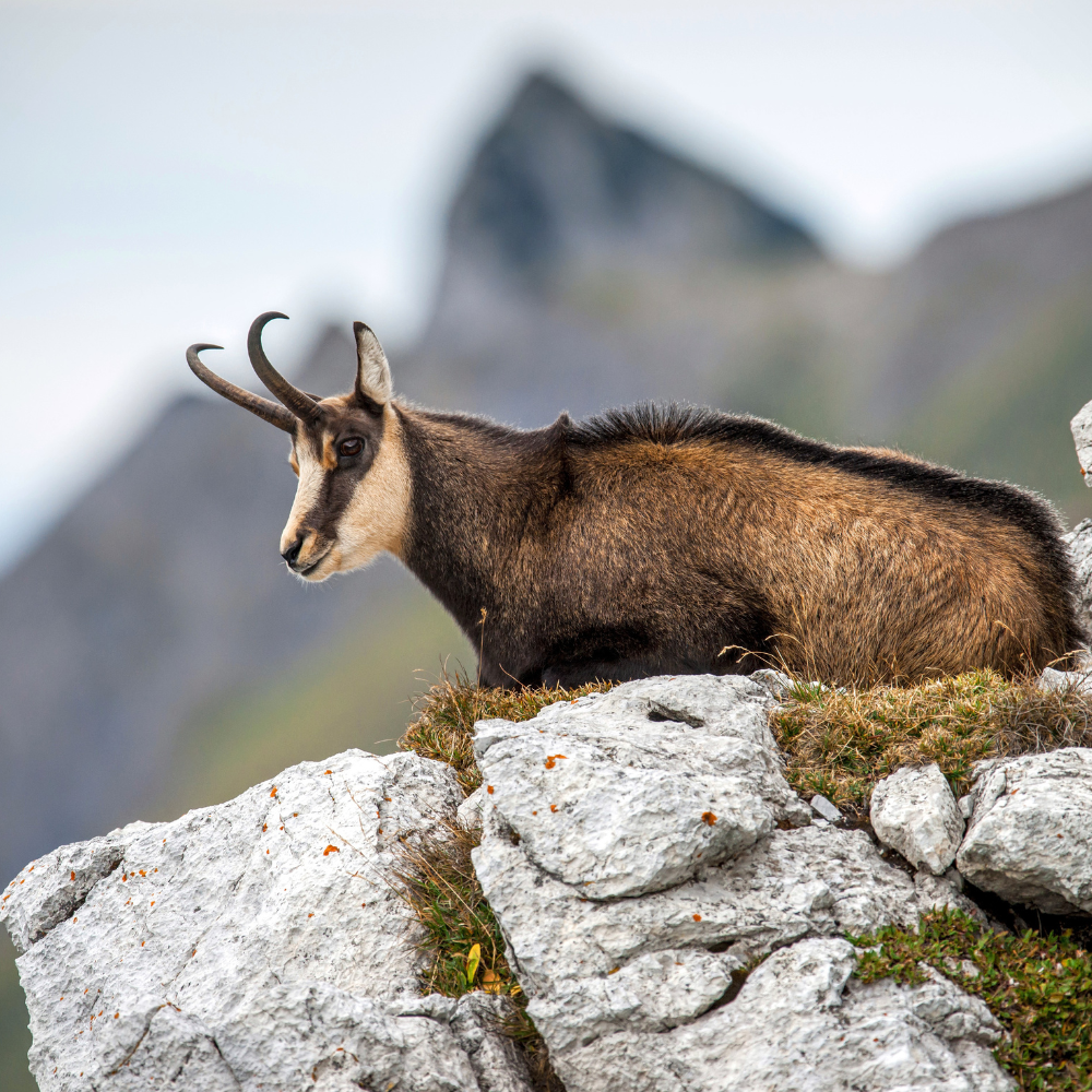 Destination Sport Nature - Observation des chamois - La Bresse Hautes Vosges Col de la Schlucht