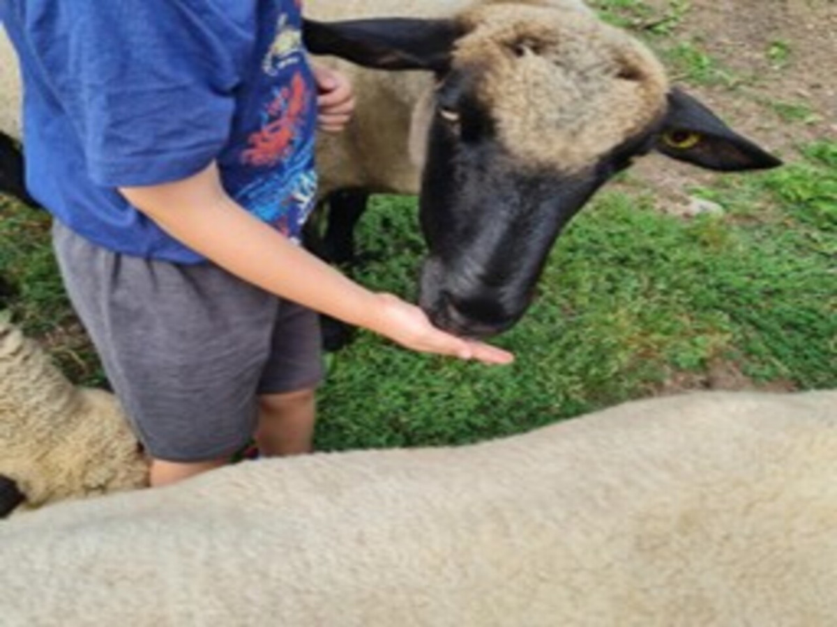 visite-gouter-a-la-ferme-ventron-2