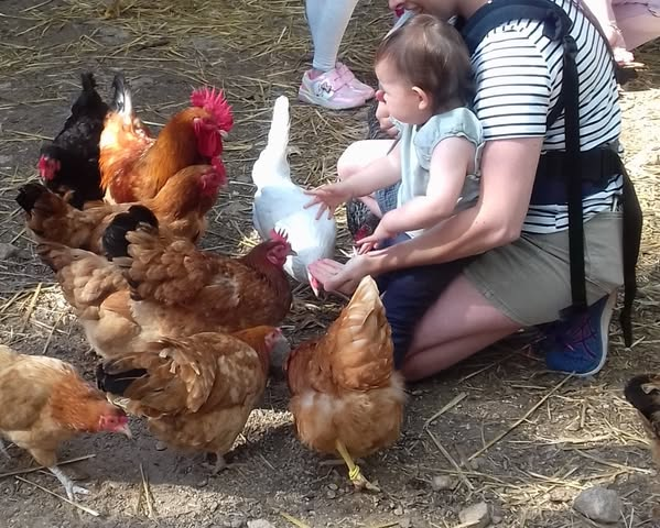 visite-gouter-a-la-ferme-ventron-3