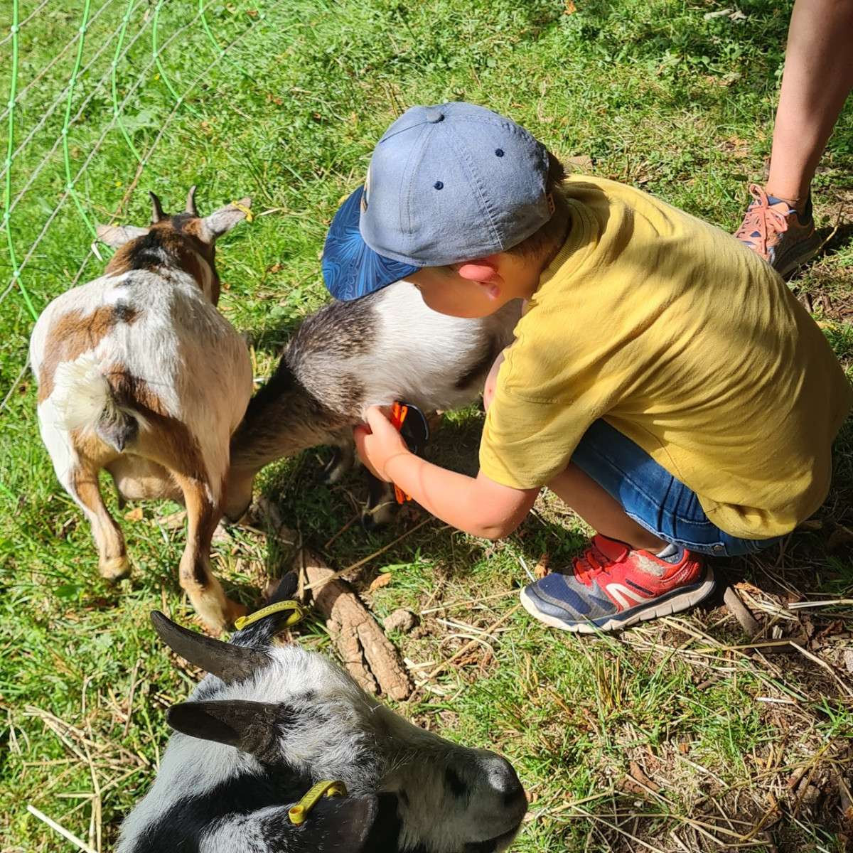 visite-guidee-ferme-pedagogique-complicites-animales-ventron-1