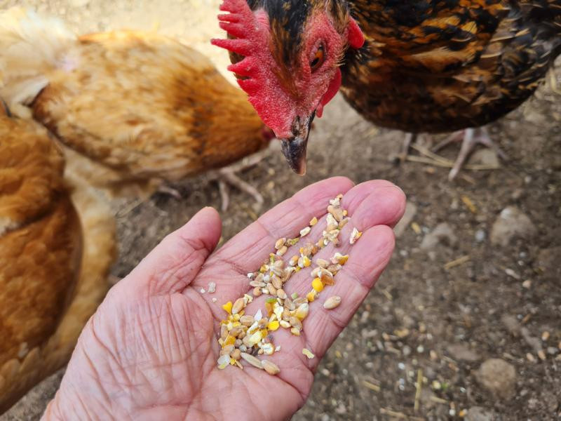 visite-guidee-ferme-pedagogique-complicites-animales-ventron-2