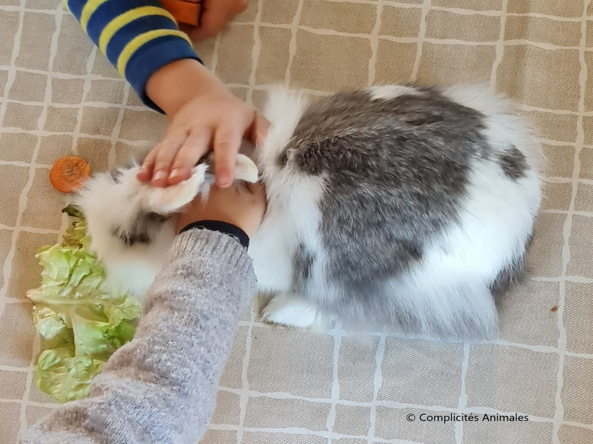 atelier-mediation-animale-ventron