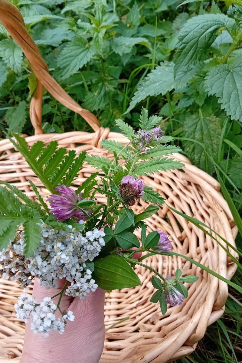 les-plantes-et-leurs-usages-thiefosse-1