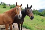 Appartement 5 personnes Gentiane La Bresse Hautes Vosges