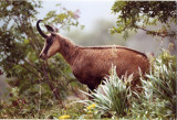 Observation des chamois La Bresse Hautes-Vosges BMHV