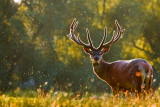 cerf-499207-1-528405