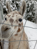 Chalet le bouquetin - 12 personnes - La Bresse Hautes Vosges - Ventron - parc animalier - cerf