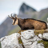Destination Sport Nature - Observation des chamois - La Bresse Hautes Vosges Col de la Schlucht