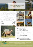 Destination Sport Nature - Observation des chamois - La Bresse Hautes Vosges Col de la Schlucht