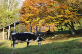 FERME 14 Personnes - Gîte de Viaux Fontaine - Saulxures La Bresse Hautes Vosges