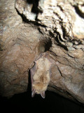 decouverte-chauve-souris2