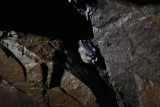 decouverte-chauve-souris3