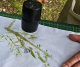 atelier-imprime-la-nature-musee-1001-racines-cornimont-1