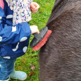 apres-midi-ferme-poneys-complicites-animales-2