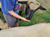 visite-gouter-a-la-ferme-ventron-2