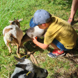visite-guidee-ferme-pedagogique-complicites-animales-ventron-1