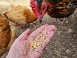 visite-guidee-ferme-pedagogique-complicites-animales-ventron-2