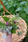 les-plantes-et-leurs-usages-thiefosse-1