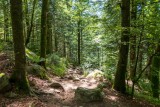 Séjours printemps à La Bresse Haute Vosges - Bain de Forêt
