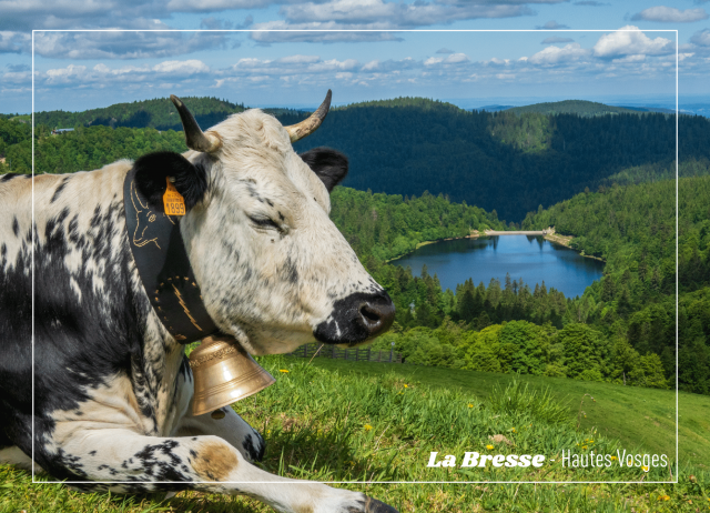 Carte postale La Bresse Hautes Vosges- vache vosgienne