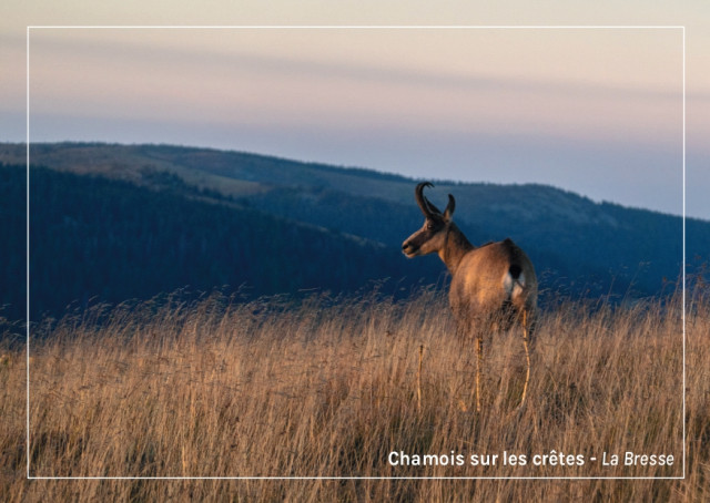 Cartes Postales La Bresse Hautes Vosges OTCLBHV G Bervard