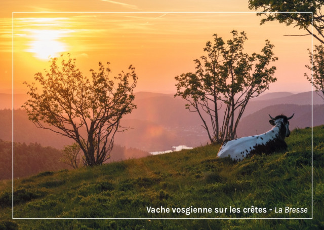 Cartes Postales La Bresse Hautes Vosges OTCLBHV G Bervard