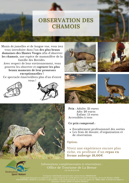 Destination Sport Nature - Observation des chamois - La Bresse Hautes Vosges Col de la Schlucht